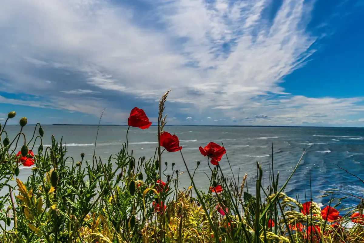 Thiessow im Frühling